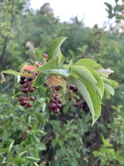 Prunus virginiana