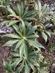Macrolearia angustifolia