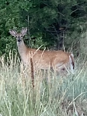 Odocoileus virginianus