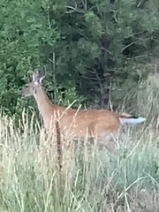 Odocoileus virginianus