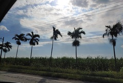 Ptychosperma elegans