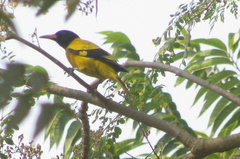 Oriolus xanthornus