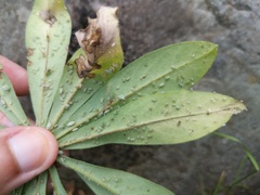 Macrosiphum albifrons