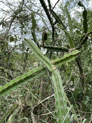 Leptocereus quadricostatus