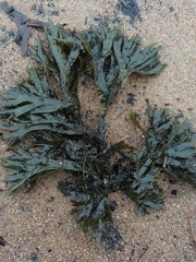 Fucus distichus edentatus