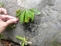 Macrosiphum albifrons
