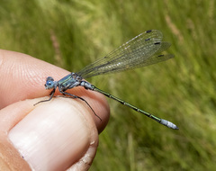 Lestes dryas