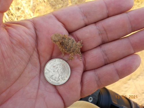 Blainville's Horned Lizard, United States, photo 8 of 10