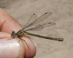 Lestes dryas