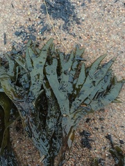 Fucus distichus edentatus