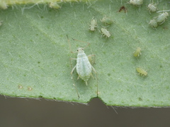 Macrosiphum albifrons