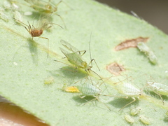 Macrosiphum albifrons