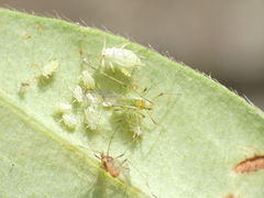 Macrosiphum albifrons