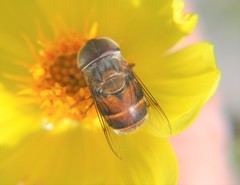 Copestylum macrocephalum