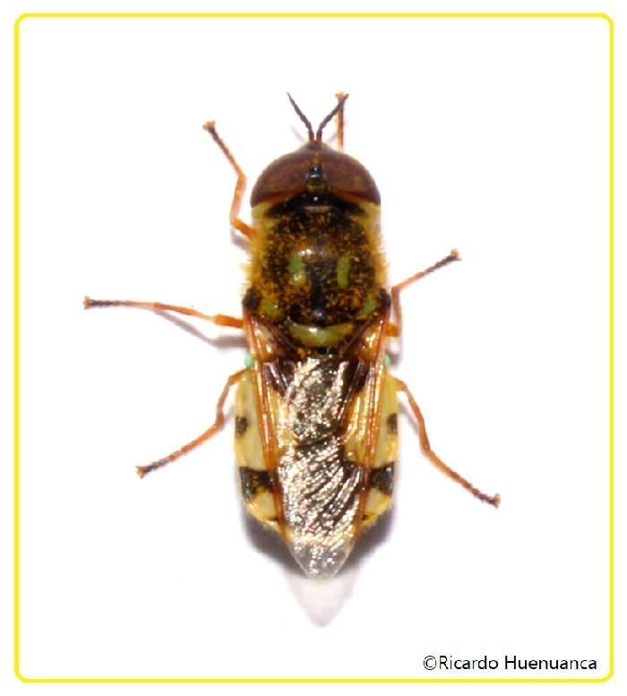 Psellidotus fascifrons