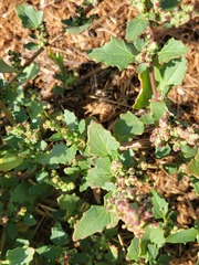 Chenopodium macrospermum