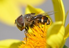 Copestylum macrocephalum