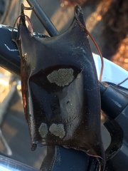 Sympterygia brevicaudata