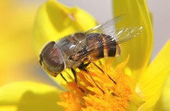 Copestylum macrocephalum