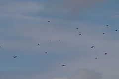 Xanthocephalus xanthocephalus