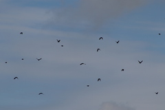 Xanthocephalus xanthocephalus