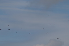 Xanthocephalus xanthocephalus