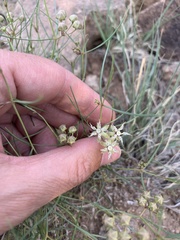 Asclepias macrotis
