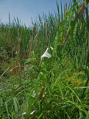 Calystegia sepium limnophila