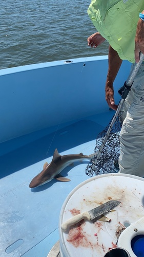 Sandbar Shark (Carcharhinus plumbeus), a species recorded in Delaware