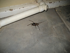Acanthoplus discoidalis
