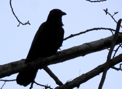 Corvus corone