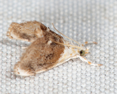 Lipocosmodes fuliginosalis