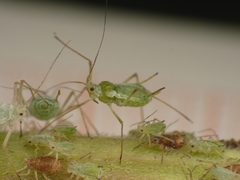 Macrosiphum albifrons