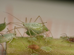 Macrosiphum albifrons