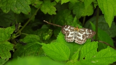 Abraximorpha davidii