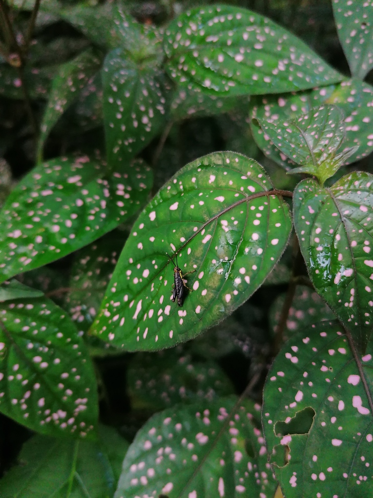 Reyesacris amedegnatoae