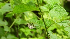 Abraximorpha davidii