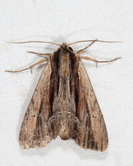 Apamea verbascoides
