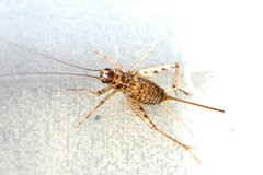 Gryllomorpha longicauda