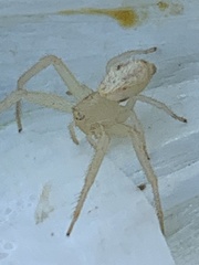 Thomisidae