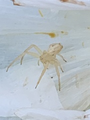 Thomisidae