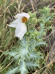 Argemone polyanthemos