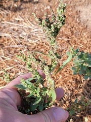 Chenopodium macrospermum
