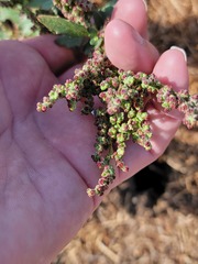 Chenopodium macrospermum
