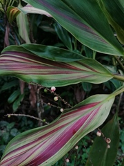 Cordyline fruticosa