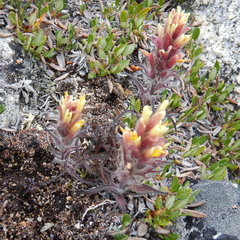 Castilleja hyperborea