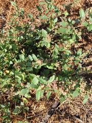 Chenopodium macrospermum