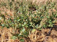 Chenopodium macrospermum
