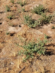 Chenopodium macrospermum