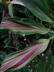 Cordyline fruticosa